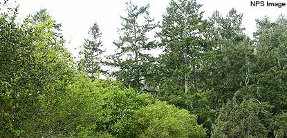 Douglas-fir and mixed evergreen forest Douglas-fir and mixed evergreen forest