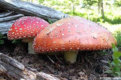 Two red mushrooms with white spots. © Debbie Viess.