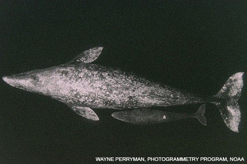 Aerial photo looking directly down on a mother gray whale with swimming alongside her calf.
