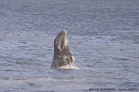 Gray Whales at Point Reyes pic image