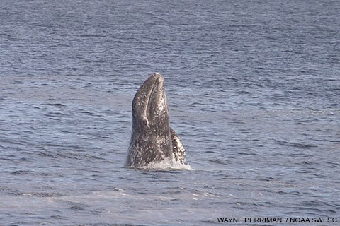 A gray whale ascending vertically from the ocean as it starts to breach.