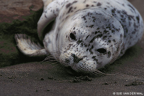 baby spotted seal