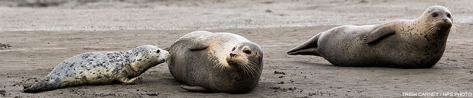 Two adult harbor seals on a sand bar and a harbor seal pup nursing from the seal on the left.