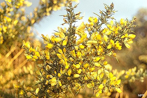 Prolific, yellow, pea-like flowers growing on thorny shrub.