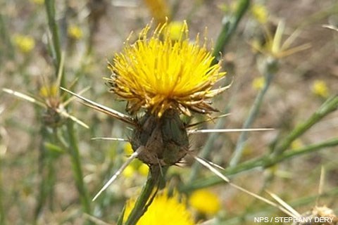 Tufts of small yellow flowers atop a spiny, bulbous structure at the end of a green stem.