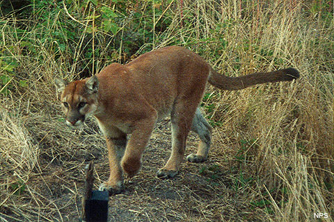 Your Safety in Mountain Lion Habitat - Point Reyes National Seashore (.  National Park Service)