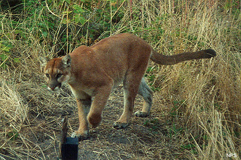 what to do if you see a puma