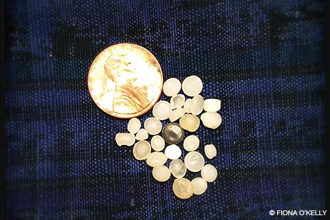 Small plastic beads alongside a penny.