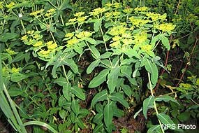 A dense stand of two-foot-tall hairy herbs with oval-shaped leaves and yellow inflorescences.