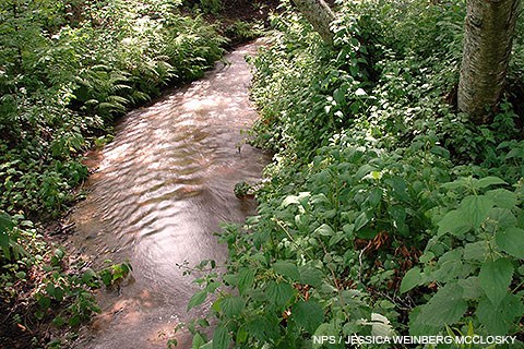 A small stream winds its way among dense green vegetation in a forest.