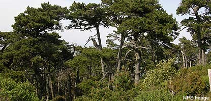 Bishop pine forest