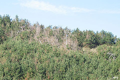 Dead and tan-needle-tipped pine trees stand out on a hillside surrounded by healthy green-colored pine trees.