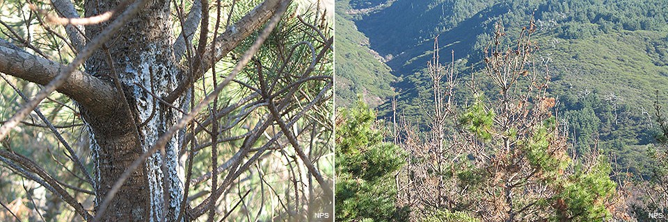 Two photographs. On the left, a lot of pitch oozes out on the trunk of a small pine tree. On the right, two pine trees are missing needles on their branches.