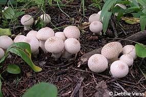 Gemmed Puffball (Lycoperdon perlatum) mushrooms growing in the leaf litter.
