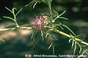 A thistle with a purple inflorescence and long, sharp, yellow spines.