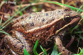 A medium-sized, black-spotted, red-skinned frog.