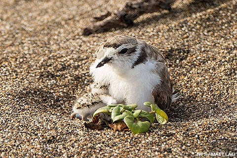A small white-breasted, beige-backed shorebird sitting on the sand with a fluffy black-specked, beige-backed chick at its side.