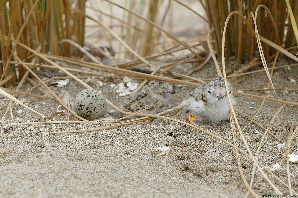 Two small black-speckled snowy plover chicks and an unhatched tan-colored and black-speckled egg. Two small black-speckled shorebird chicks and an unhatched tan-colored and black-speckled egg.