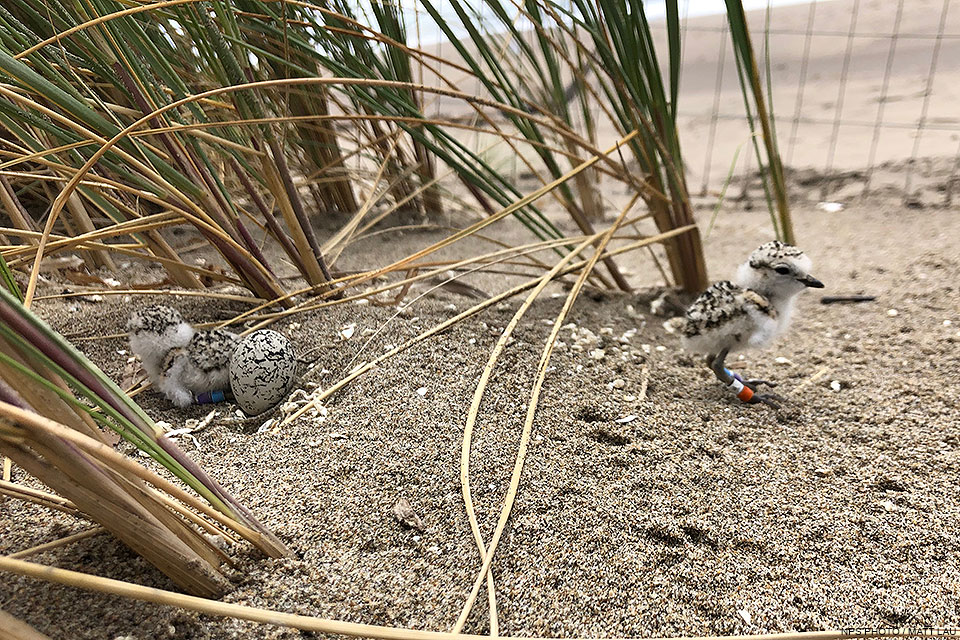 Two small black-speckled shorebird chicks and an unhatched tan-colored and black-speckled egg.