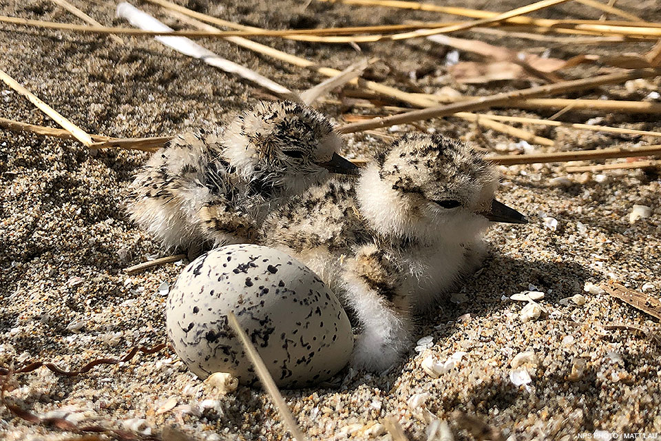 Two small black-speckled shorebird chicks and an unhatched tan-colored and black-speckled egg.