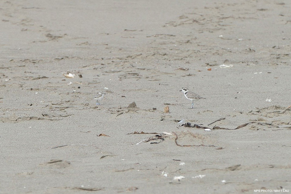 A small brown-backed, white-breasted shorebird and smaller black-speckled chick stand on a sandy beach.