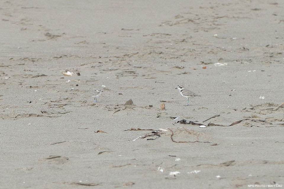 A week old snowy plover chick, pictured to the left of the adult male, stands still on Limantour Beach as gulls fly by overhead. A small brown-backed, white-breasted shorebird and smaller black-speckled chick stand on a sandy beach.