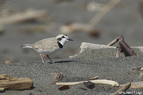 A male western snowy plover amongst driftwood and kelp on a sandy beach.