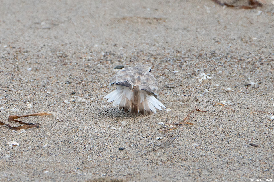 A small brown shorebird with its body low to the ground and with white tail feathers spread out.
