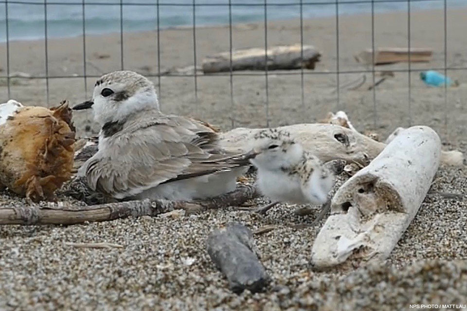 A male western snowy plover with a newly hatched chick. A fuzzy speckled plover chick stands behind a buff-colored plover that is sitting on the sand.
