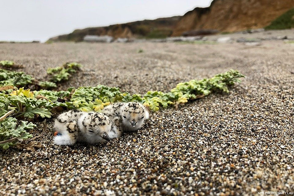 Two small black-speckled shorebird chicks nestle down on coarse sand in front of low-growing plants.