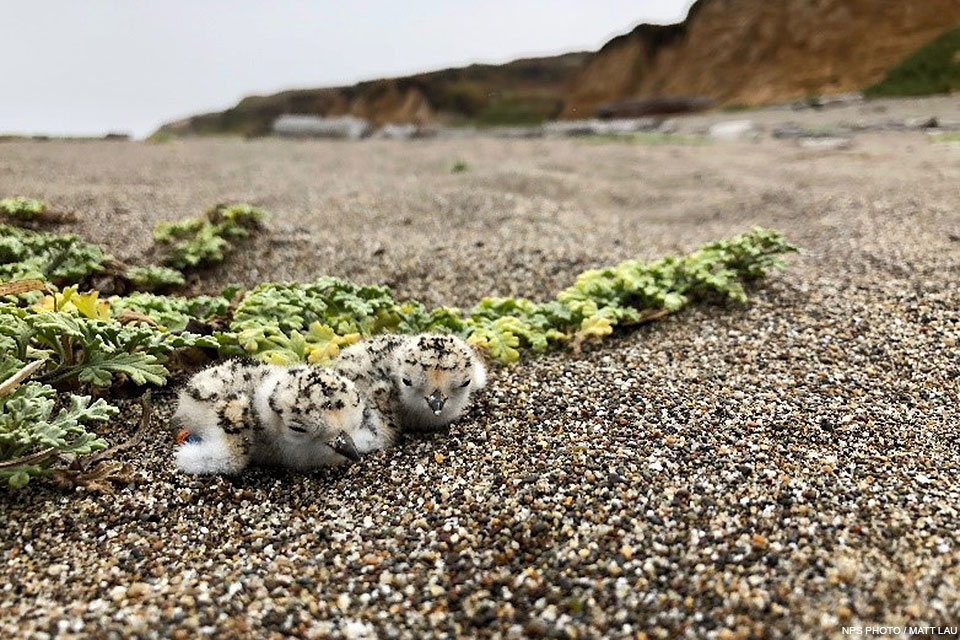 Two small black-speckled shorebird chicks nestle down on coarse sand in front of low-growing plants. Two small black-speckled shorebird chicks nestle down on coarse sand in front of low-growing plants.