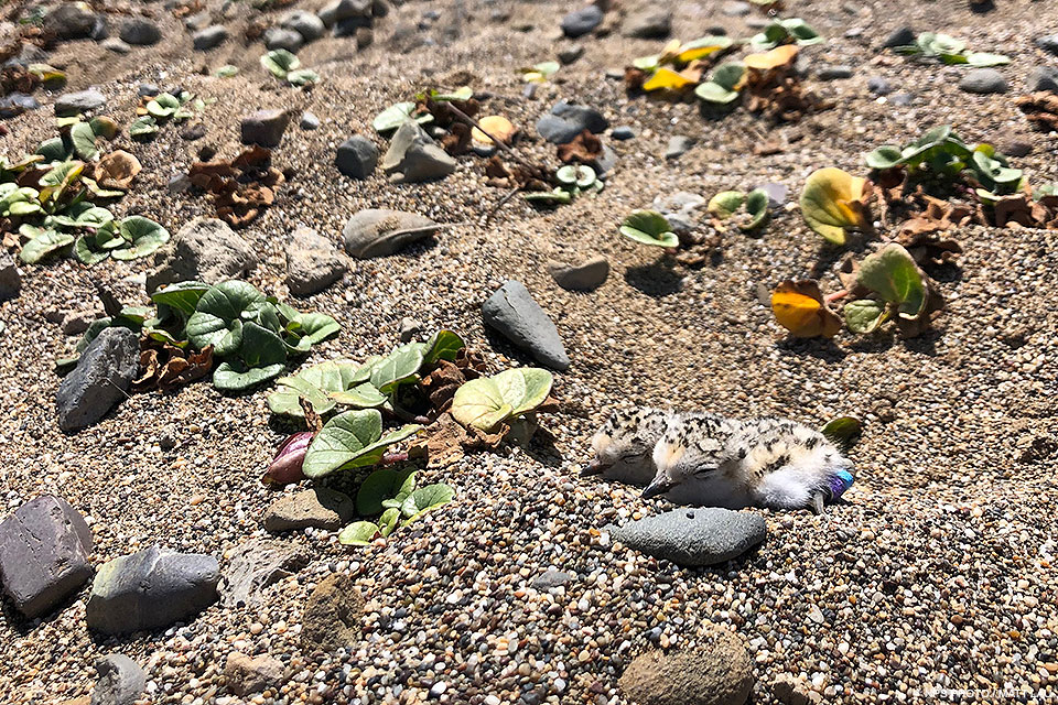 Two small black-speckled shorebird chicks nestle down on coarse sand among pebbles and morning glory sprouts.