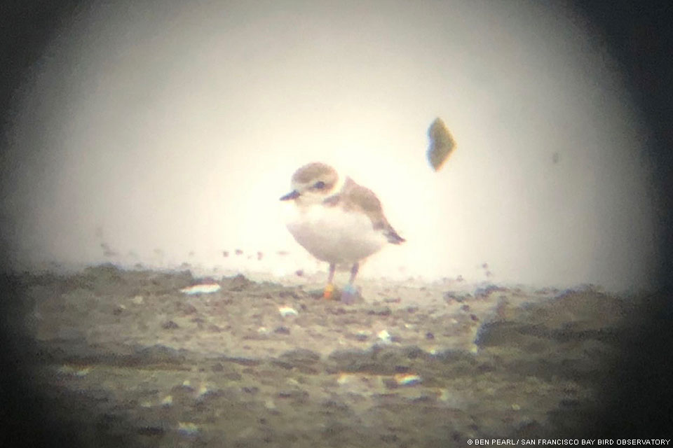 A photograph taken through a spotting scope of a small brown-backed, white-breasted, short-billed shorebird.