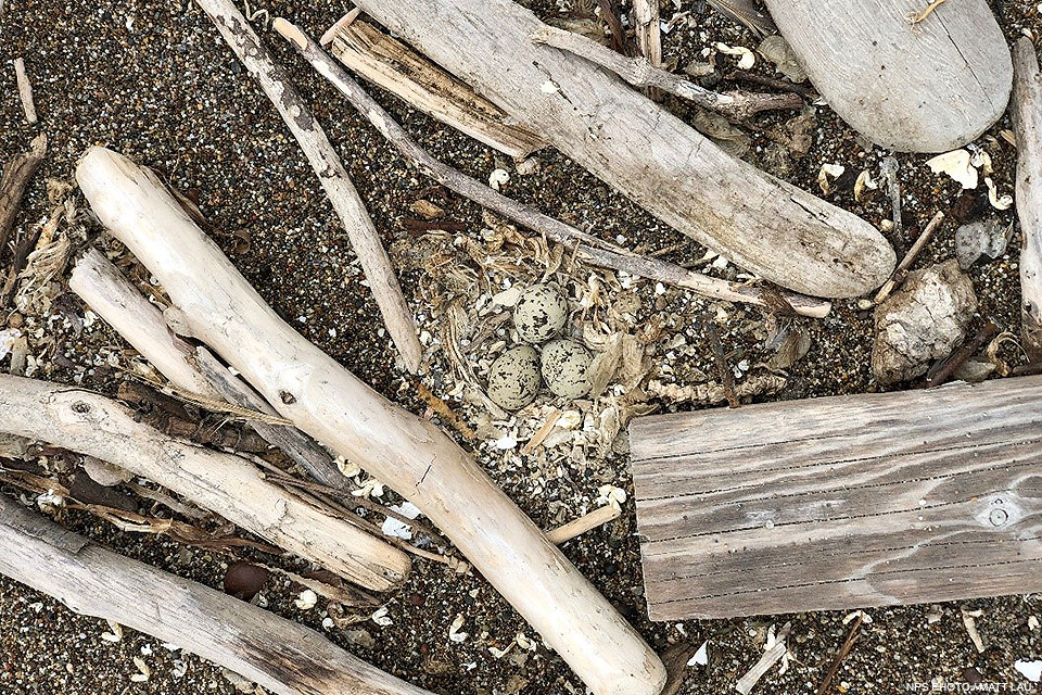 Three black-speckled, tan colored eggs rest among shells, algae, coarse sand, and driftwood.