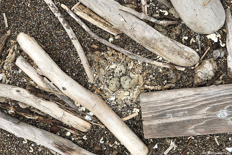 Three black-speckled, tan colored eggs rest among shells, algae, coarse sand, and driftwood. Three black-speckled, tan colored eggs rest among shells, algae, coarse sand, and driftwood.