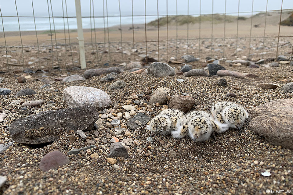 Three of the first snowy plover chicks of the 2020 breeding season. Three small black-speckled shorebird chicks nestle down on coarse sand among pebbles and cobbles.