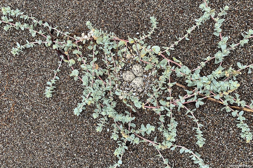 Three small, black-speckled, beige-colored eggs lying on sand surrounded by a plant with light green leaves on pink stems.