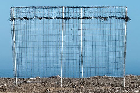 A a cube shaped nest exclosure protecting a snowy plover nest.