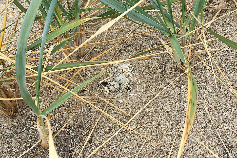 Three small buff-colored eggs with black spots lying on sand surrounded by long blades of grass.