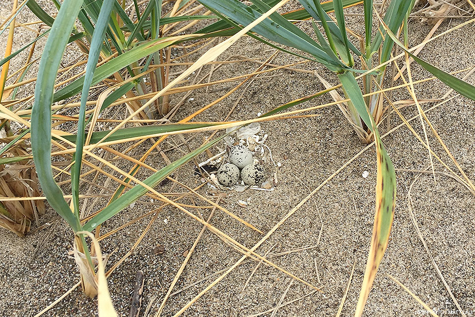 Western snowy plover nest surrounded by native dune grass. Three small buff-colored eggs with black spots lying on sand surrounded by long blades of grass.