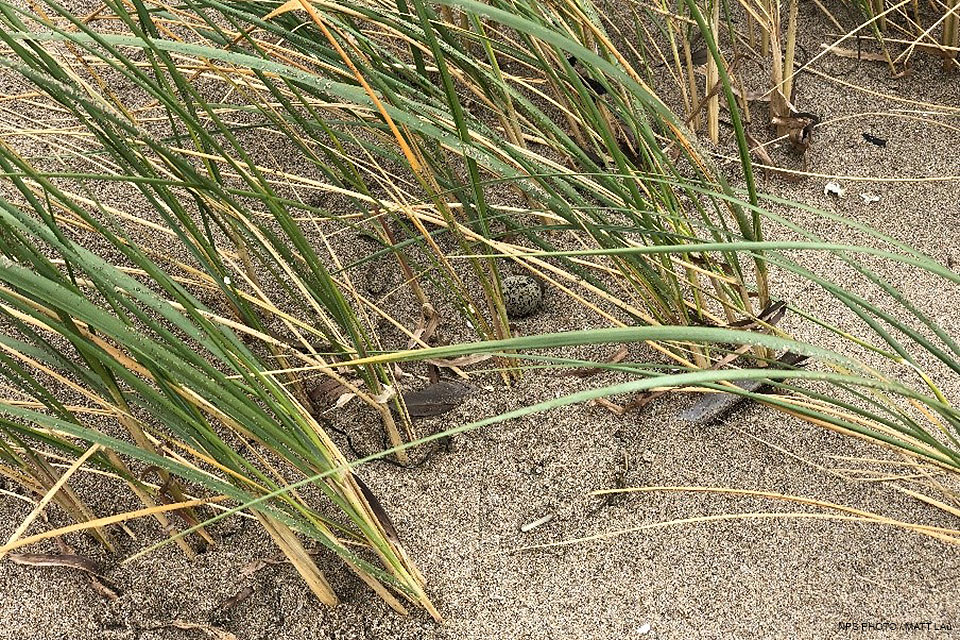 A single western snowy plover egg surrounded by invasive European beachgrass. A single small brown-flecked green egg sits on the sand surrounded by long thin blades of grass.