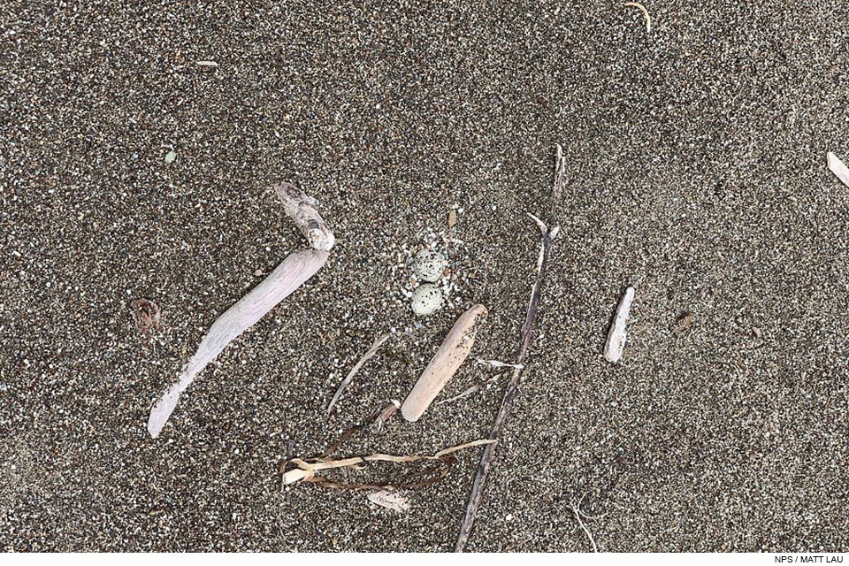 Two small speckled eggs on sand surrounded by a few driftwood sticks.