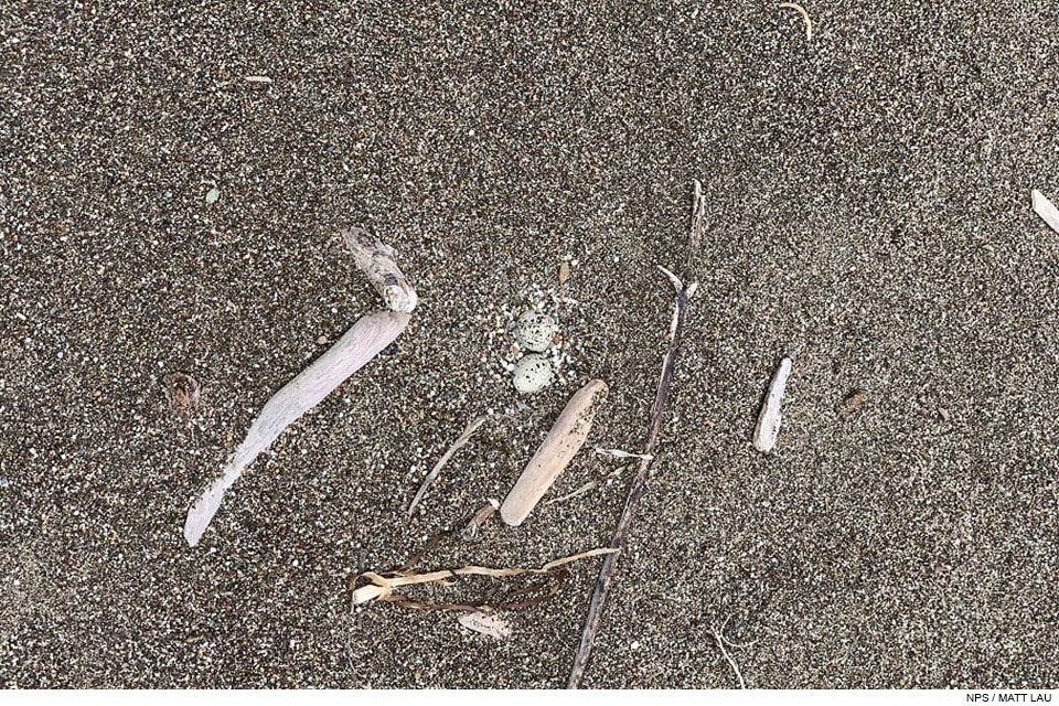 Two western snowy plover eggs on the sand on South Beach among driftwood sticks on June 21, 2020. Two small speckled eggs on sand surrounded by a few driftwood sticks.