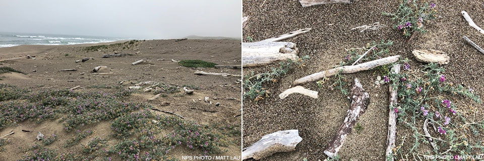 Two photos. On the left, a landscape photo of sand dunes partially covered in vegetation. On the right, three small eggs surrounded by small driftwood and purple-flowered plants.