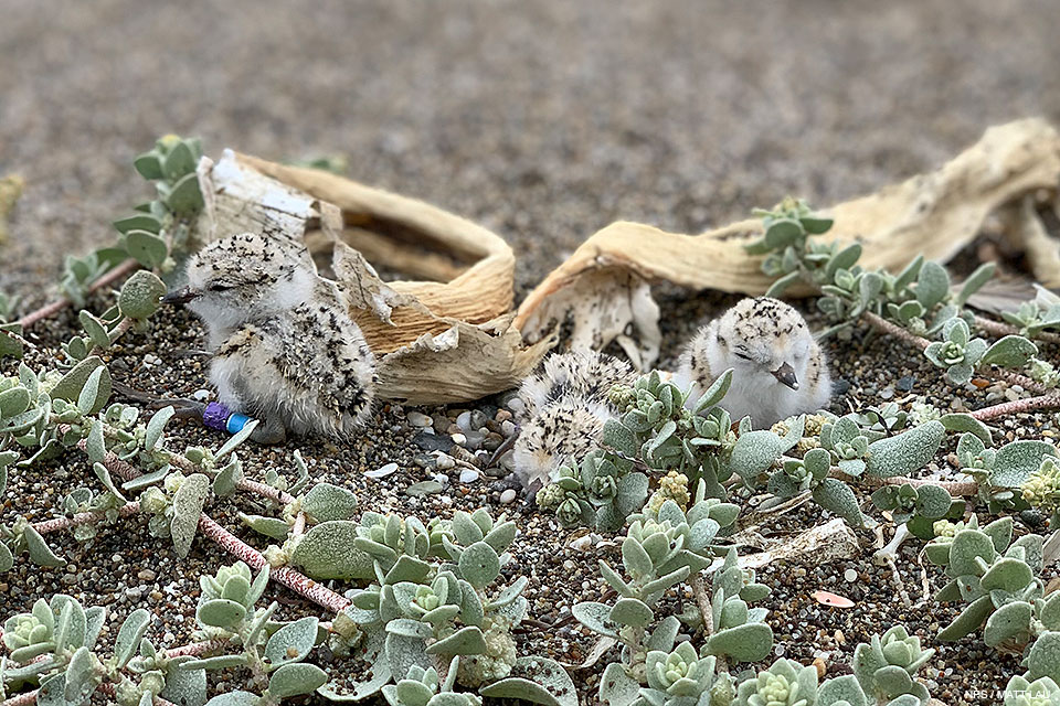 Three fluffy, light-tan, speckled-black plover hatchlings surrounded by light green vegetation on a beach.