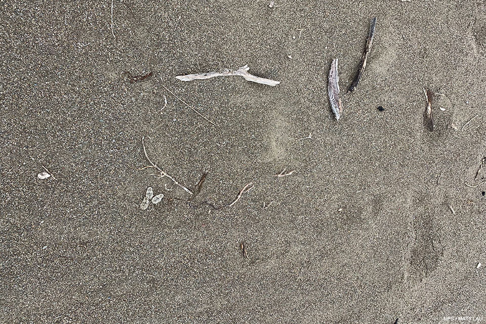 Three fluffy, light-tan, speckled-black plover hatchlings lying motionless on a beach readily blend in with the sand when viewed from above.