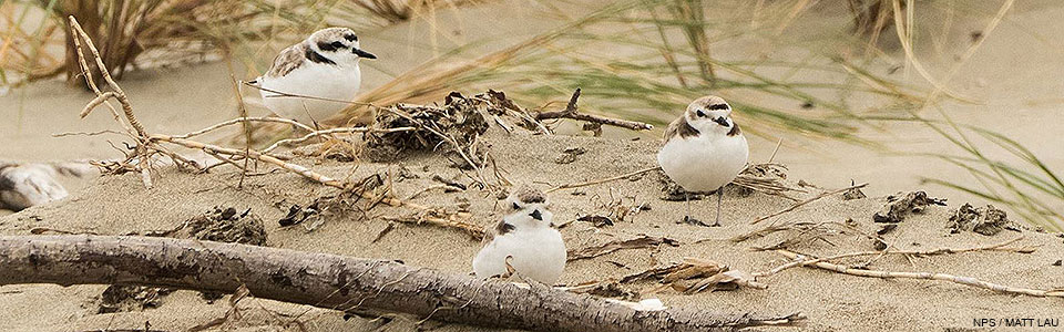 Three snowy plovers on a sandy beach.