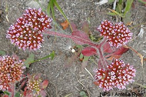 A shaggy-haired herb with basal leaves and rose-colored flowers that occur in dense, ball-shaped, pink clusters.