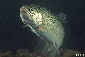 A silver-sided fish swimming in dark water.