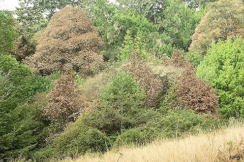 Among a number of different species of trees with green foliage, the leaves of several tanoak trees have turned brown.